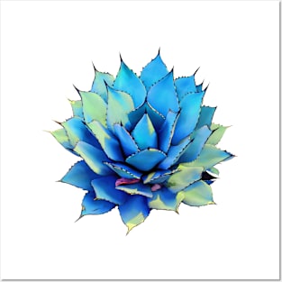 Agave Succulent Posters and Art